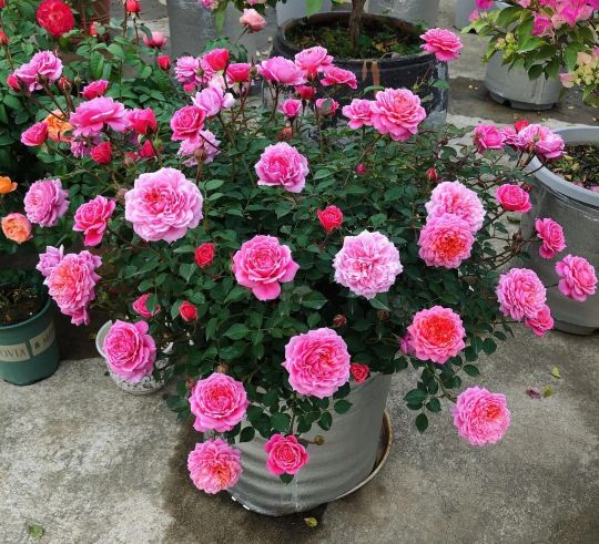 100种月季经典品种,100种经典月季品种