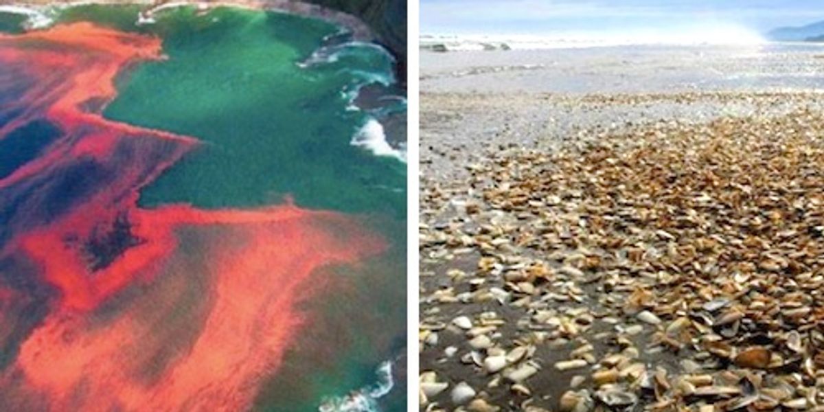 大连海域鱼类莫名大批死亡,大连海域出现鱼类死亡