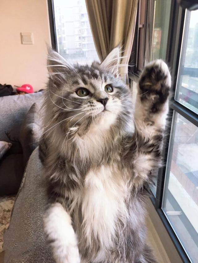 原来缅因猫的温柔是会传染的,为什么有些缅因猫很凶