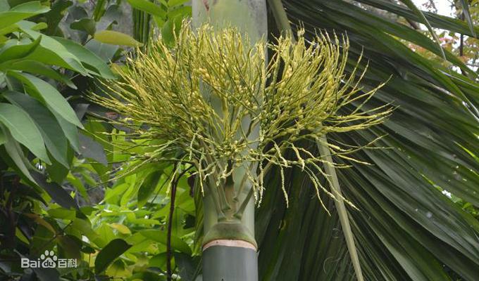 钦州像茶果一样的野果,广西的树结的果子可以吃