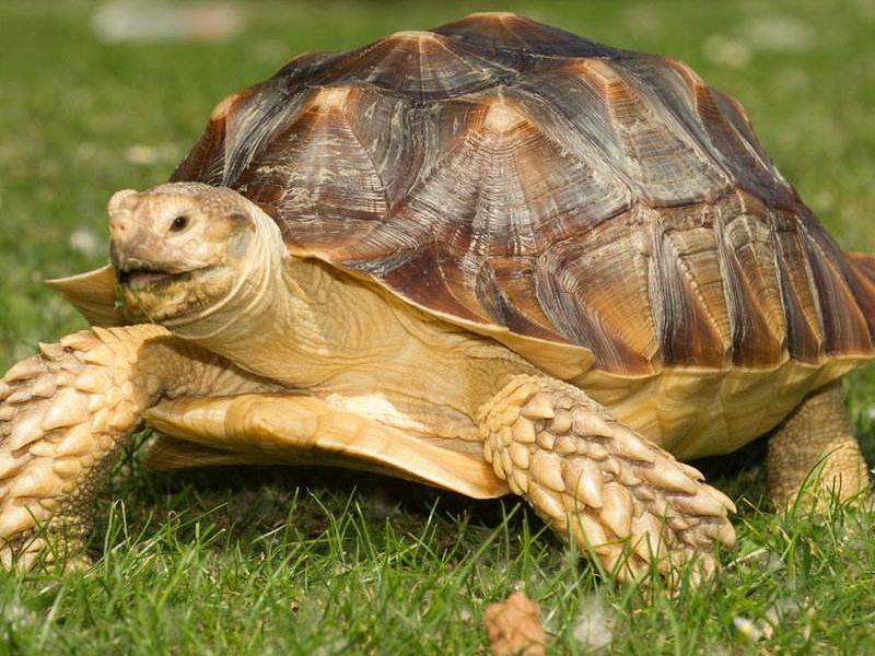 乌龟脱壳全过程,乌龟脱壳是在水里还是不放在水里