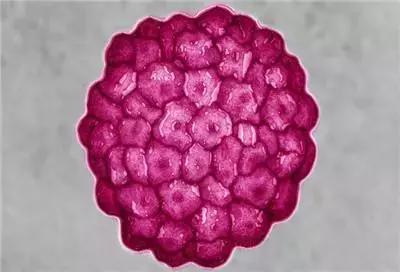 美国公布癌症预防建议,美国十条癌症预防建议