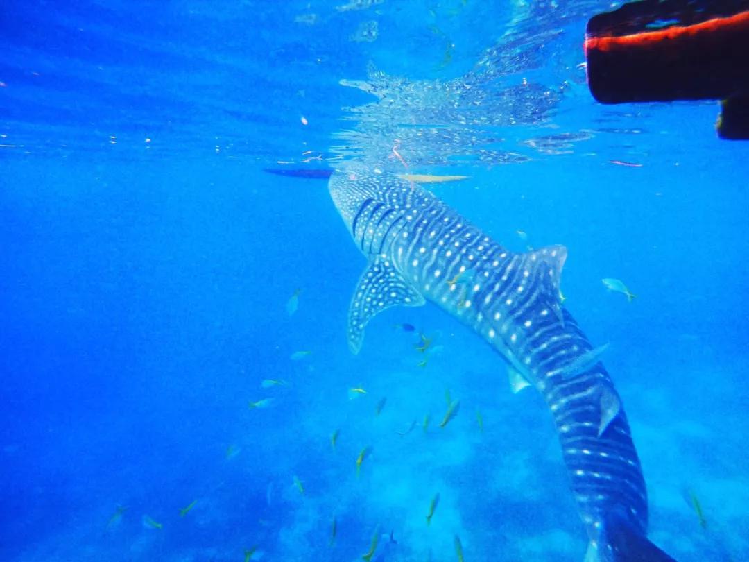 菲律宾自由潜水最好的地方,菲律宾旅游潜水