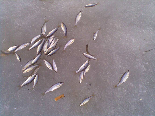 野钓如何避免小杂鱼闹窝,野钓小杂鱼闹窝太严重怎么办