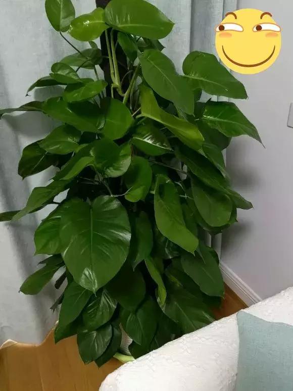 适合家里养的喜阴花,家里适合养的喜阴花