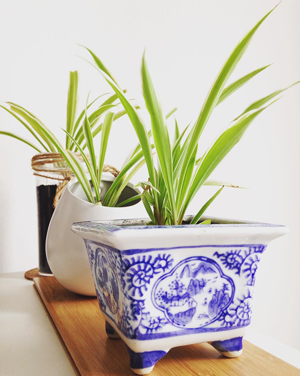 怎样才能使吊兰不黄叶和不烂根,吊兰黄叶烂叶养殖小妙招