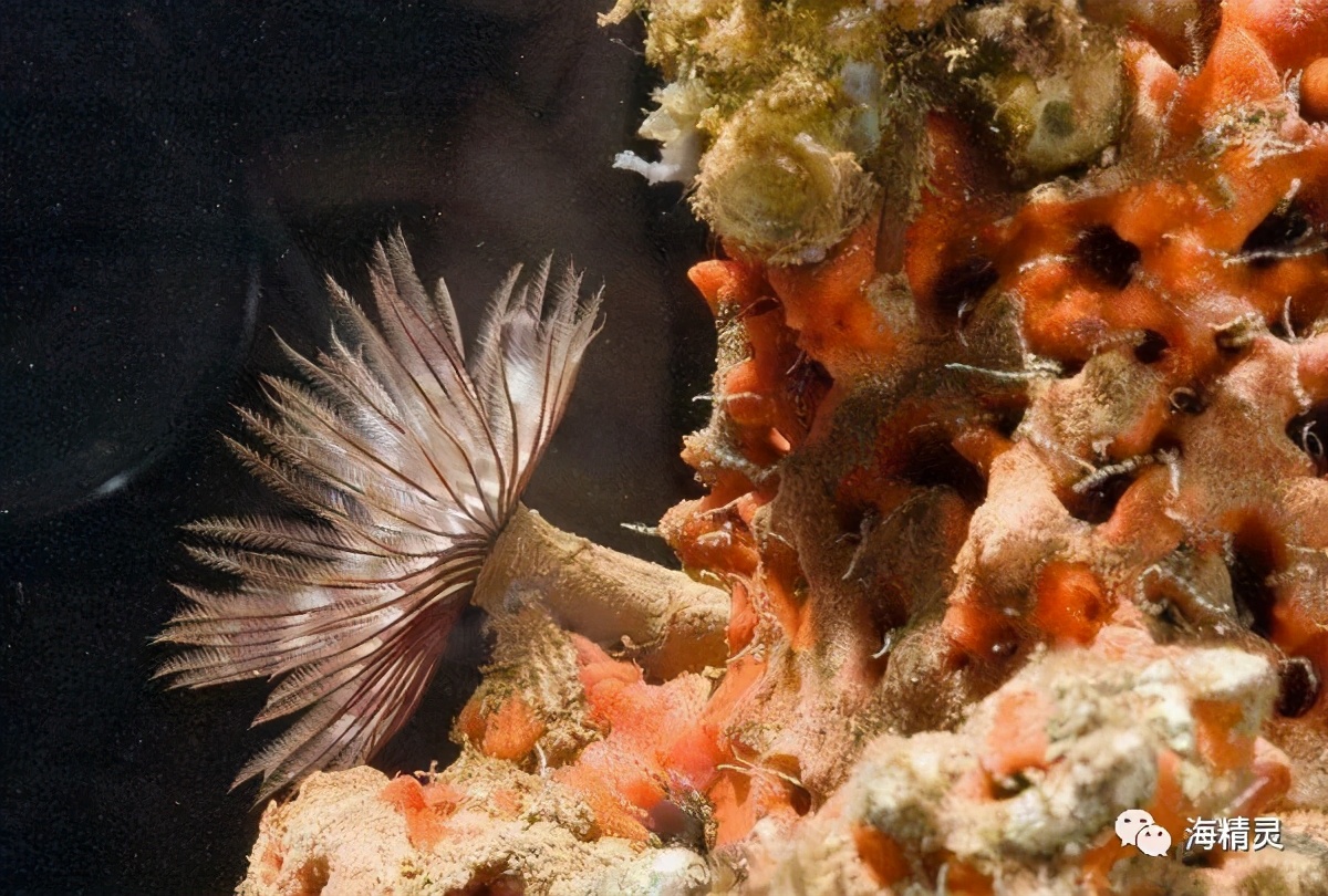 活石上不请自来的“偷渡客”，你们都是谁？