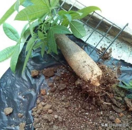 快死的发财树如何救活,如何拯救快死的发财树