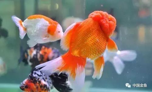 养金鱼的技巧和方法方便简单,初养金鱼的技巧和方法