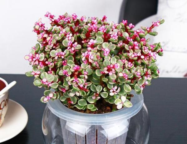 怎么挑多肉,最不易徒长的多肉排名