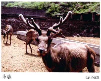 鹿茸造假事件,鹿茸造假手段有哪些