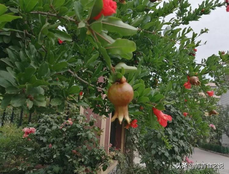 石榴的正确吃法,石榴皮煮水的功效与作用