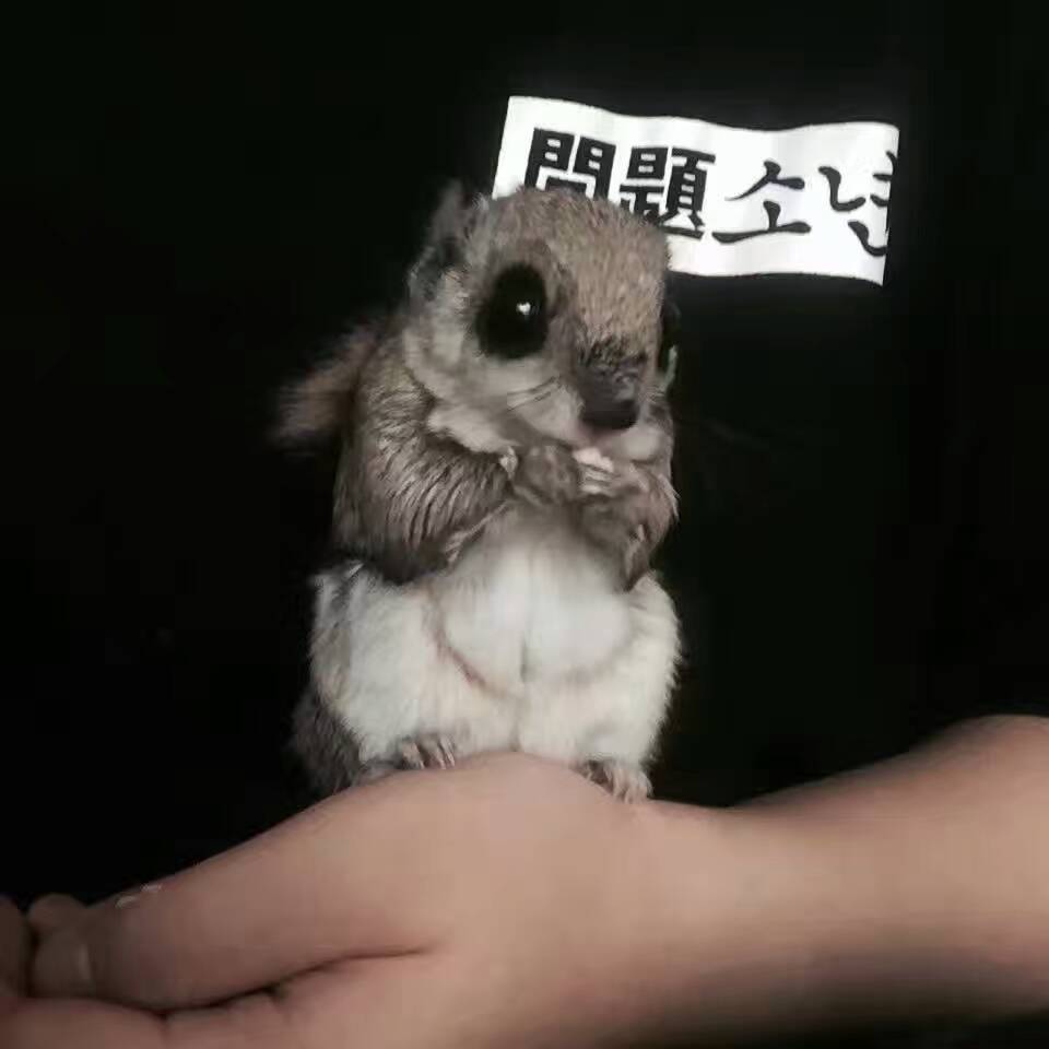 被蜜袋鼯咬出血需要打疫苗或者破伤风嘛，正确的处理方式是什么