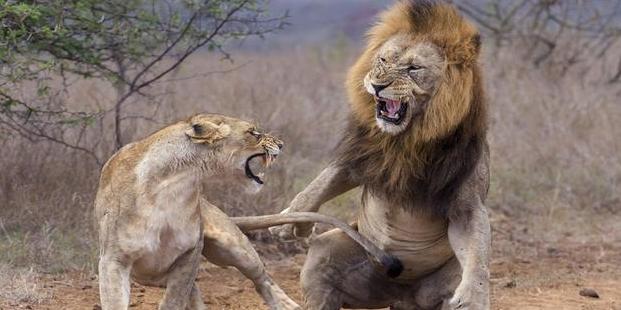 老虎VS狮子,会碰撞出怎样的火花?打得真厉害