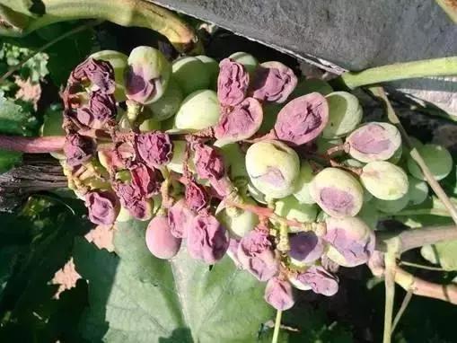 葡萄日灼最佳治疗方法,葡萄套袋可以避免日灼和气灼吗