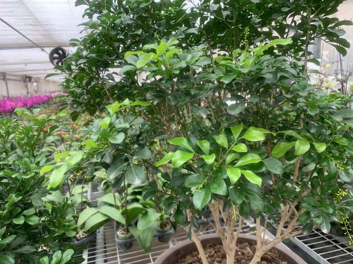 米兰的胶泥土怎么换,米兰盆栽土质坚硬如何改良