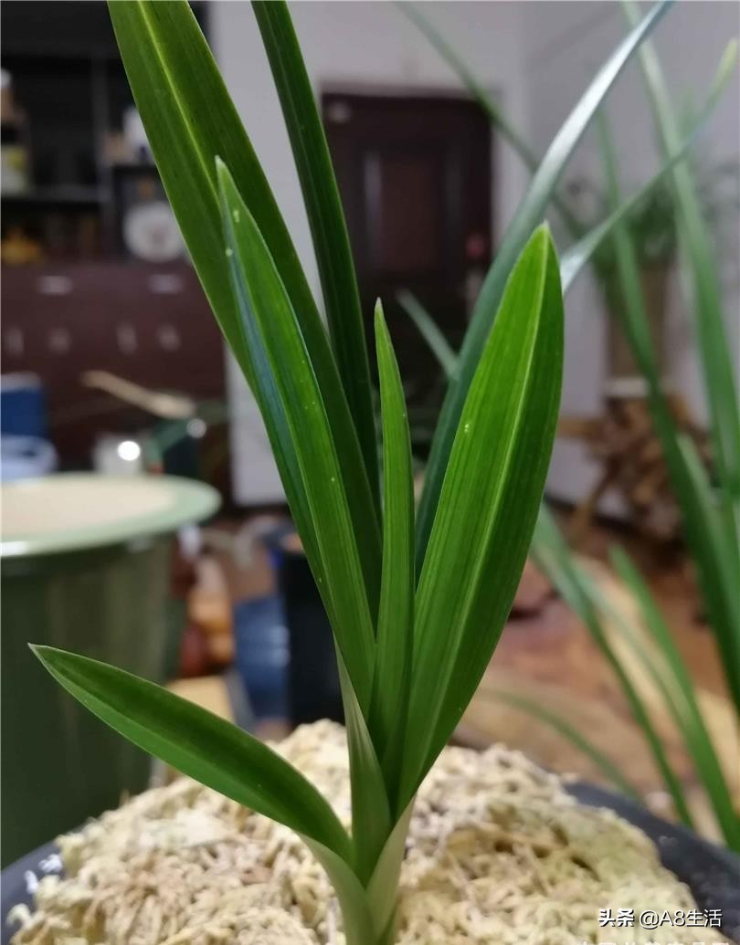 春兰姜氏荷兰名品欣赏,姜氏荷兰花春兰