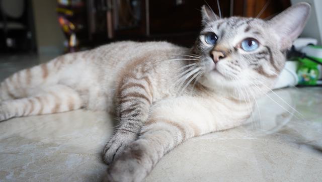 虎斑暹罗的鼻子是什么颜色的,虎斑暹罗猫咪多少斤需要减肥