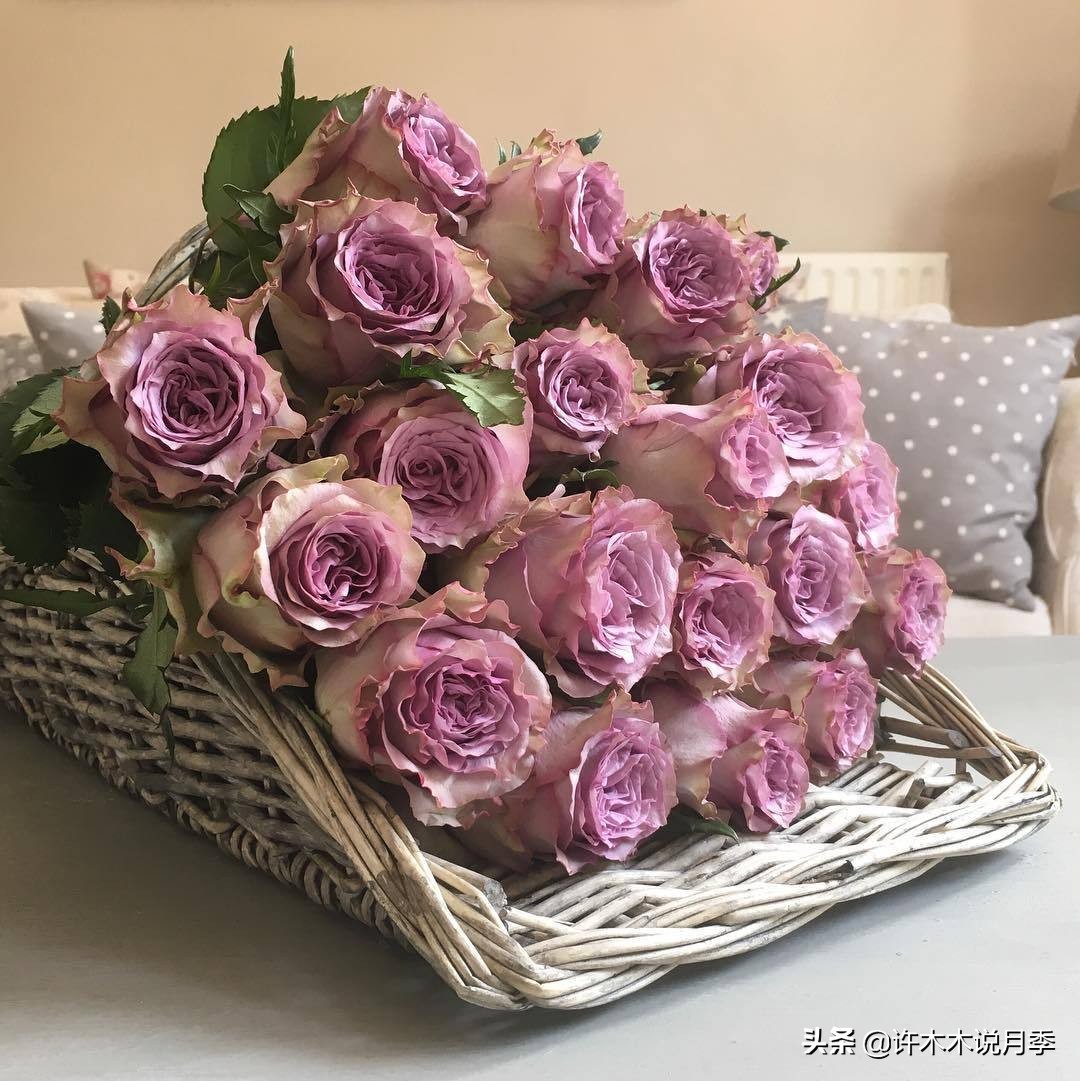 自己买玫瑰花种植,关于种植玫瑰花教程