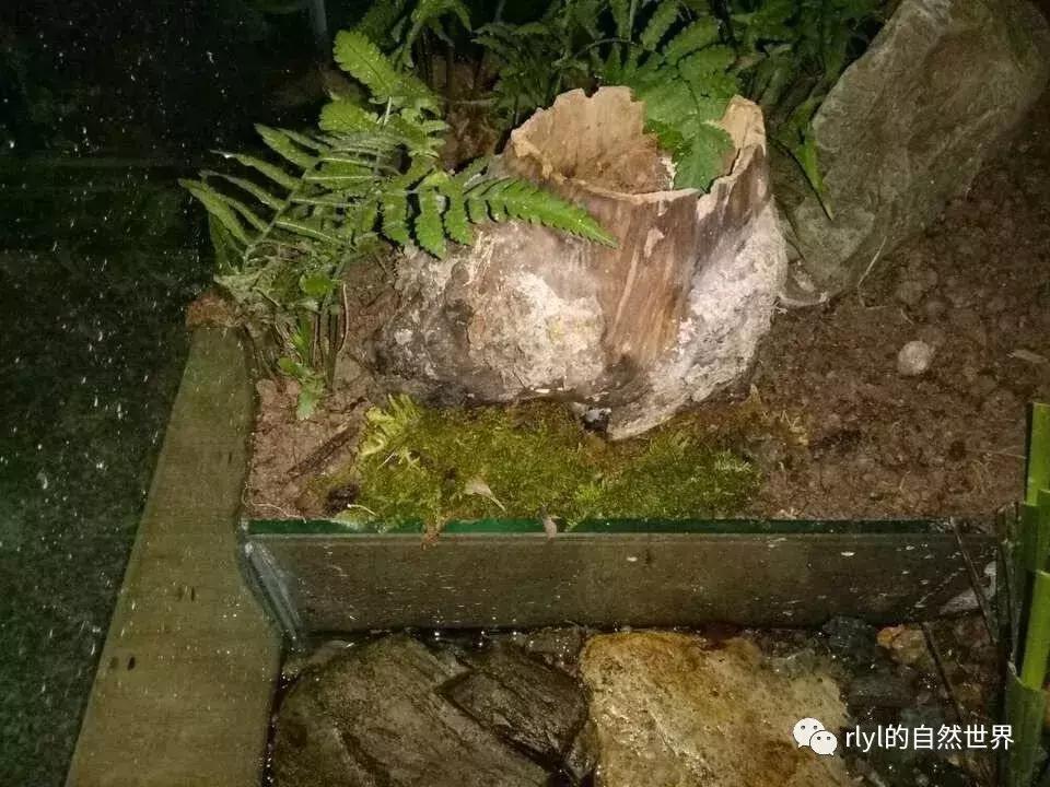 黄缘龟多大可以进环境造景,黄缘龟造景用陶粒还是火山石