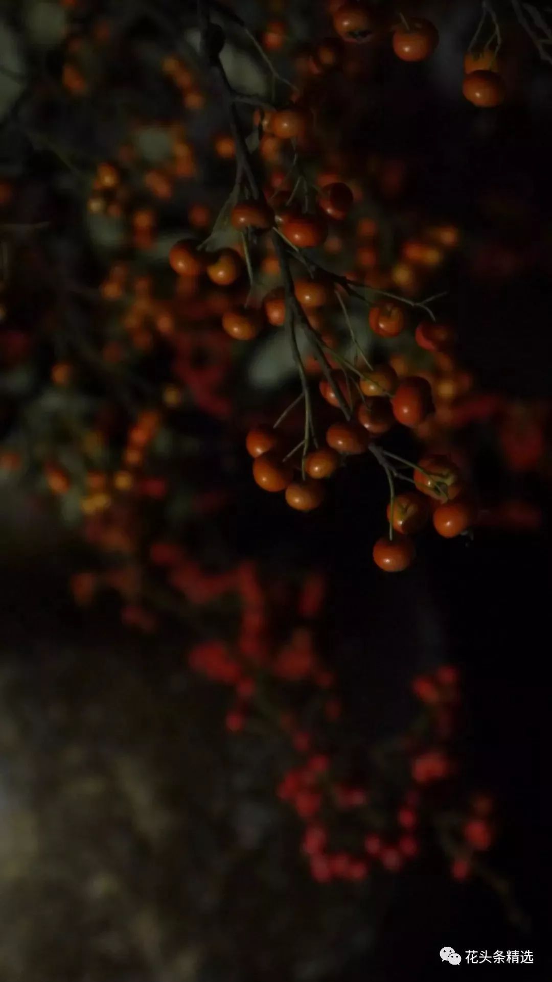 最优质的北美冬青,北美冬青性价比高的