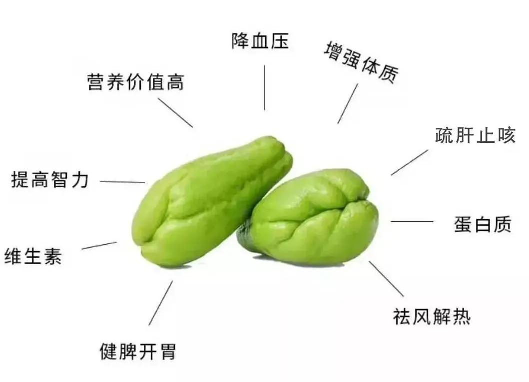 @吃瓜群众这款“佛系瓜”健脾开胃、祛风解热，甚至还能提高智力，全身都是宝！