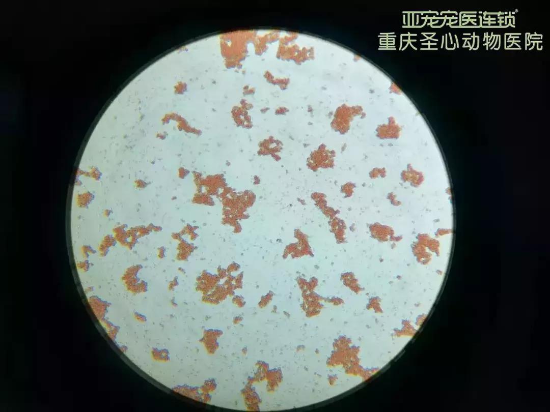 显微镜下的三千大千世界,显微镜下的世界是精美绝伦的