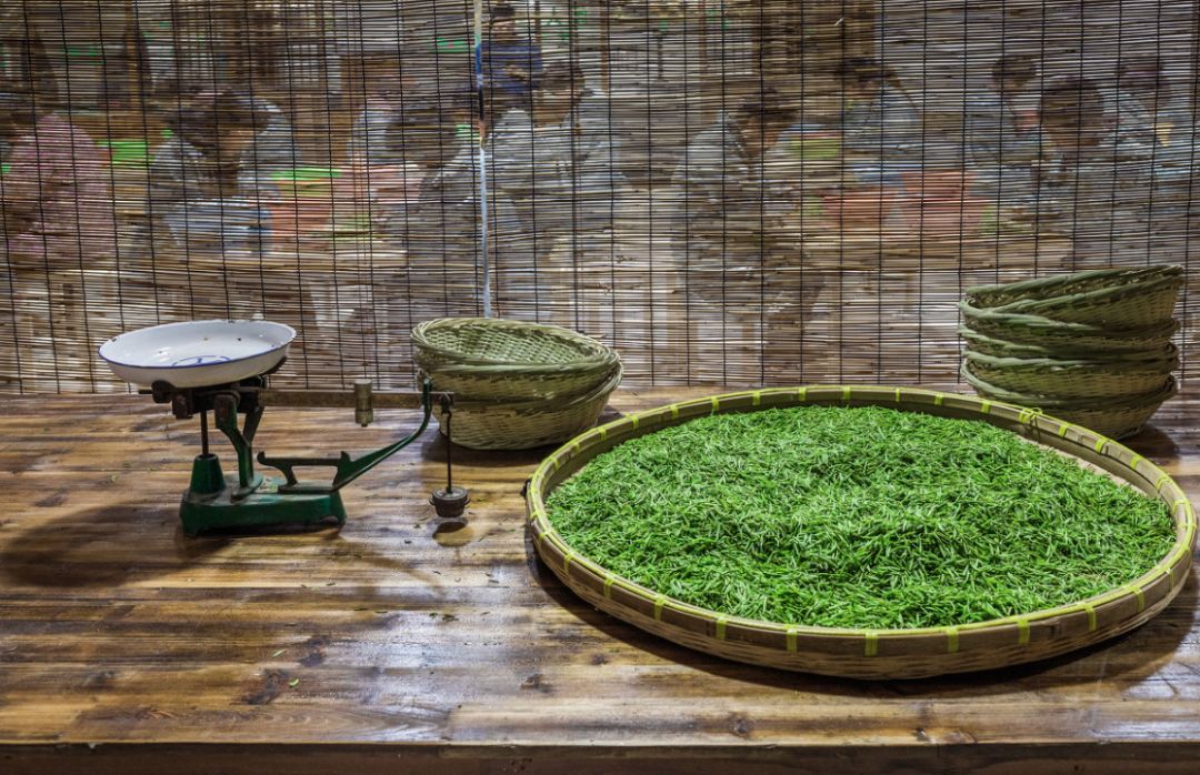 姑苏人都不知道的轻徒步道，穿越万亩茶园，将苍茫的太湖尽收眼底