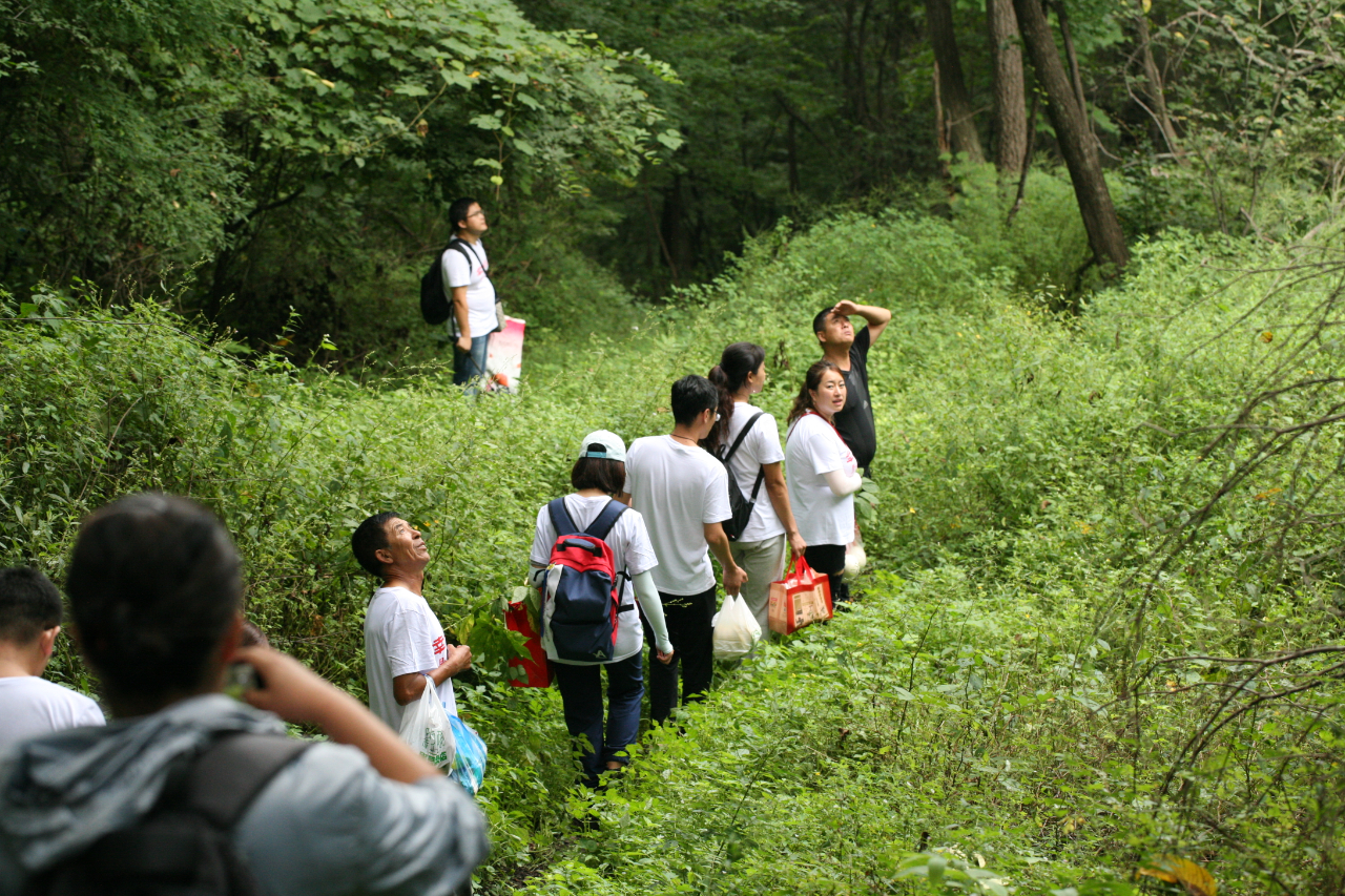 野山参文化传承,野山参历史文化