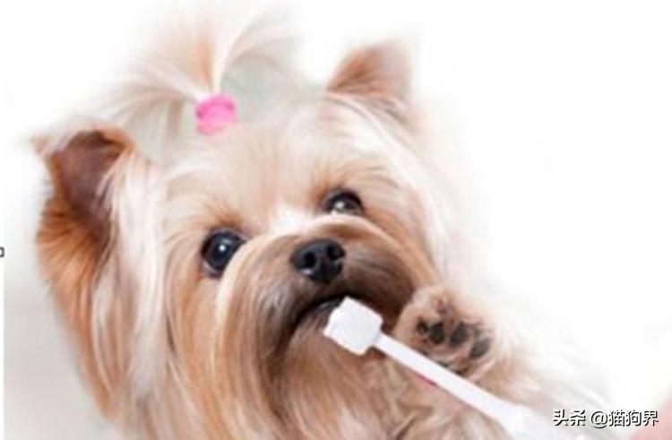 狗狗牙齿变白的方法,狗狗牙齿黄怎么变白