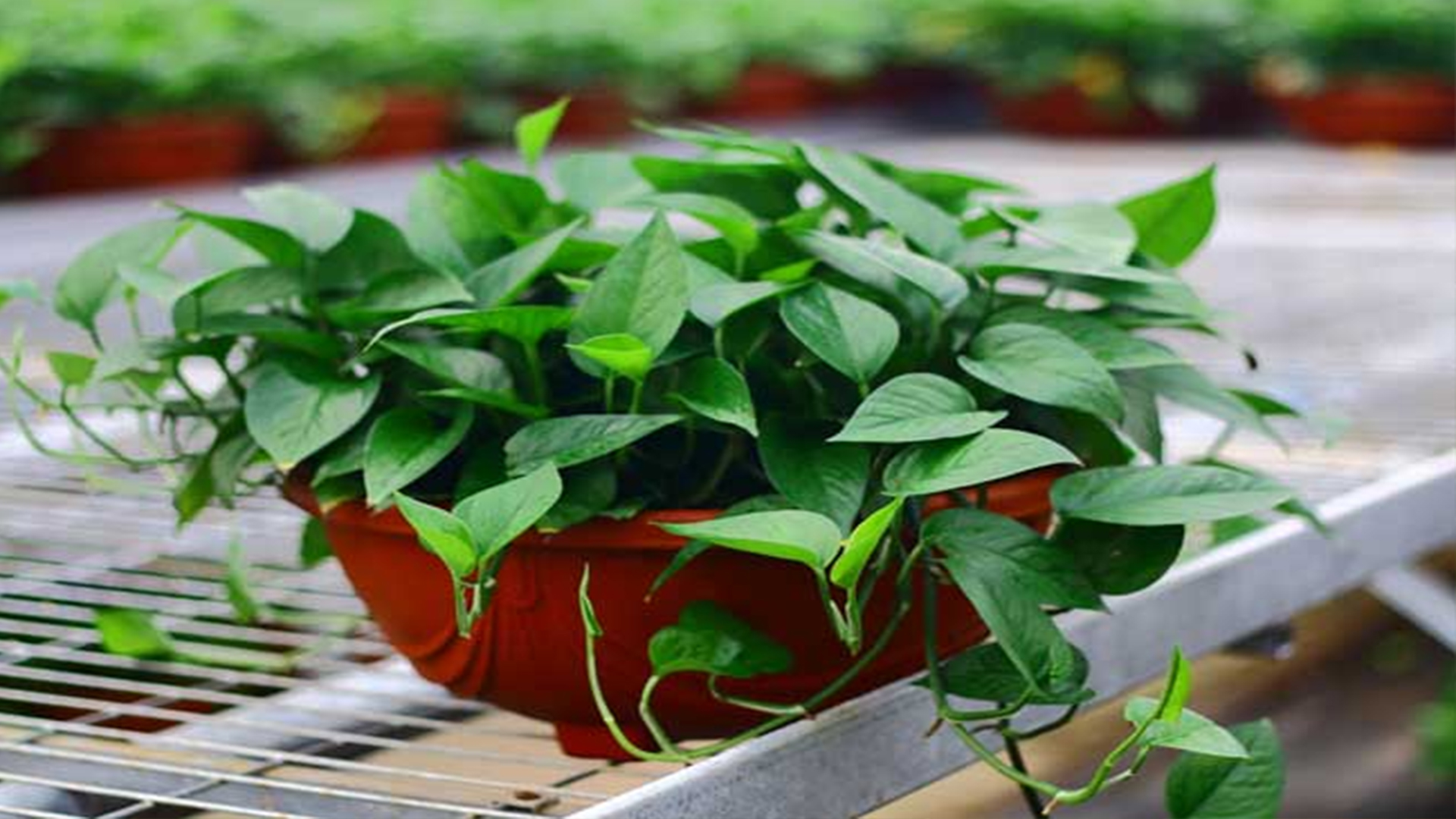 绿萝叶片发黄怎么挽救,绿萝为什么叶子发黄应该怎样管理