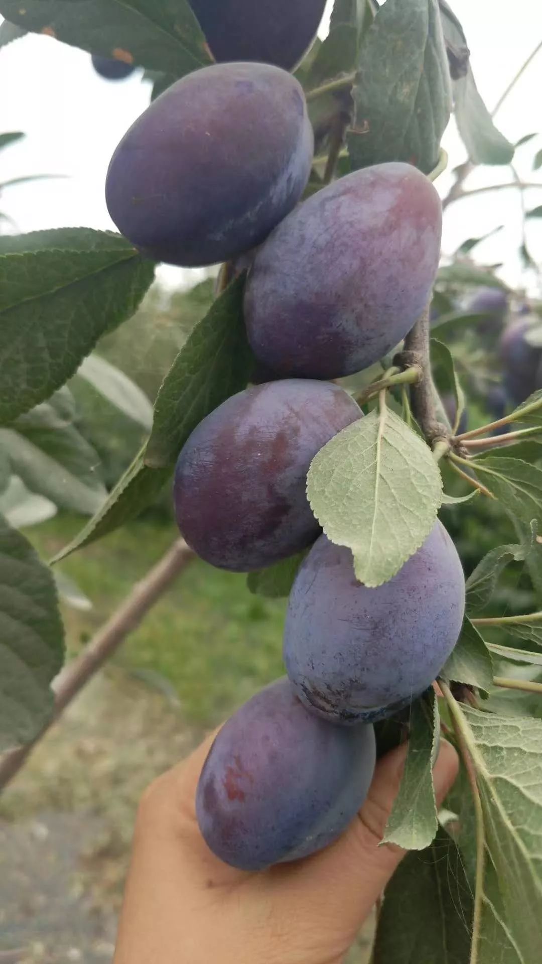 西梅都能怎么样吃呢,西梅如何加热吃比较好吃