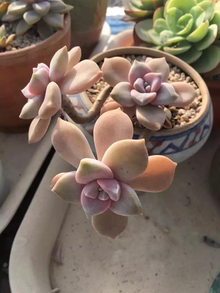 适合天台露台养的多肉,天台养多肉