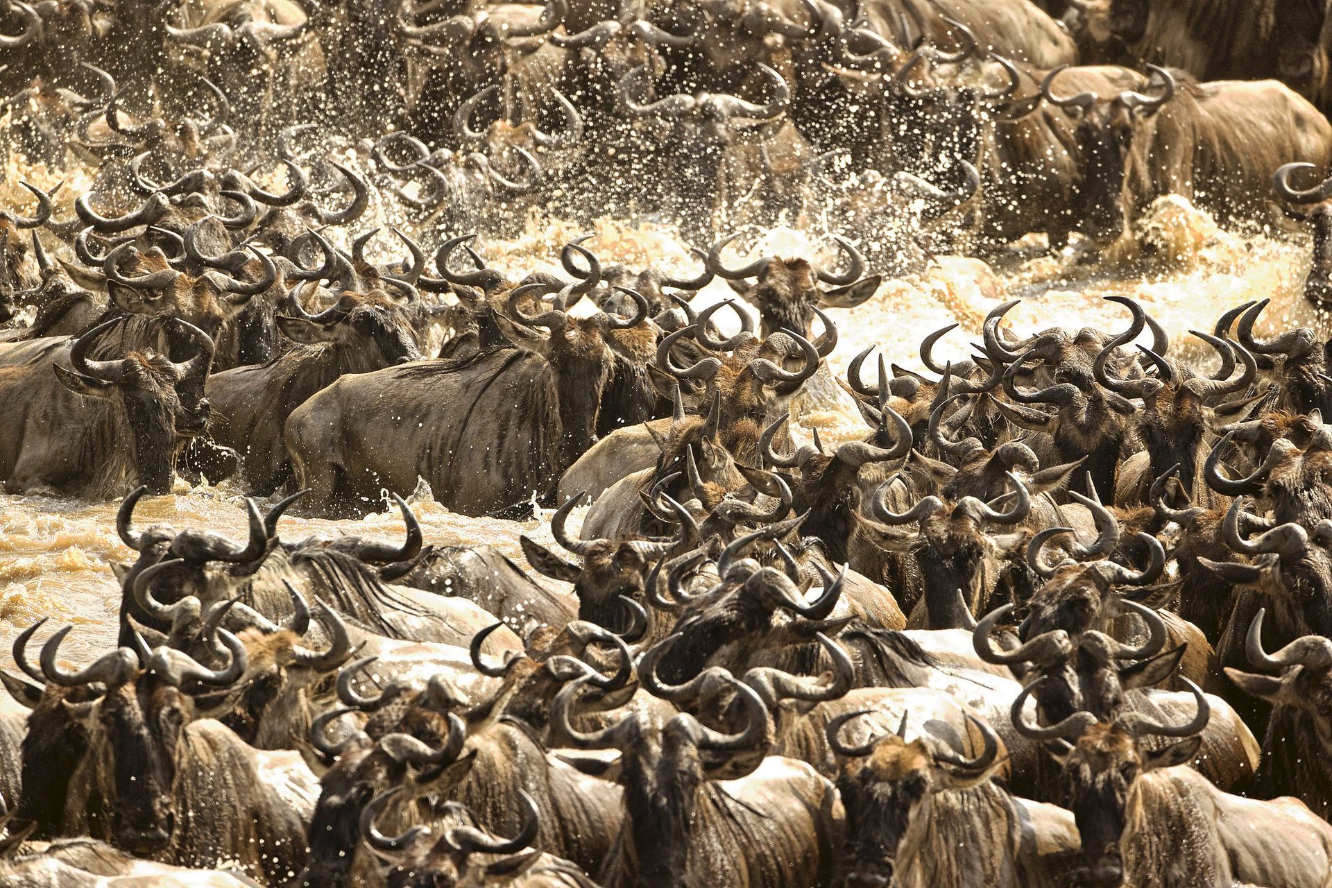 棕熊打各种熊和各种动物画面,动物和熊斗的视频