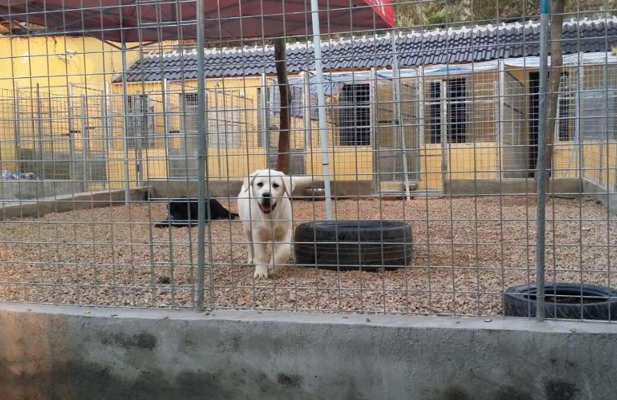 拉布拉多犬怎么看出是好的,怎么区分纯拉布拉多犬幼犬