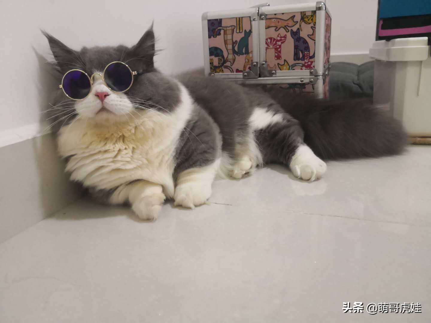 猫有没有不孕不育的,猫咪多大有生育能力公猫