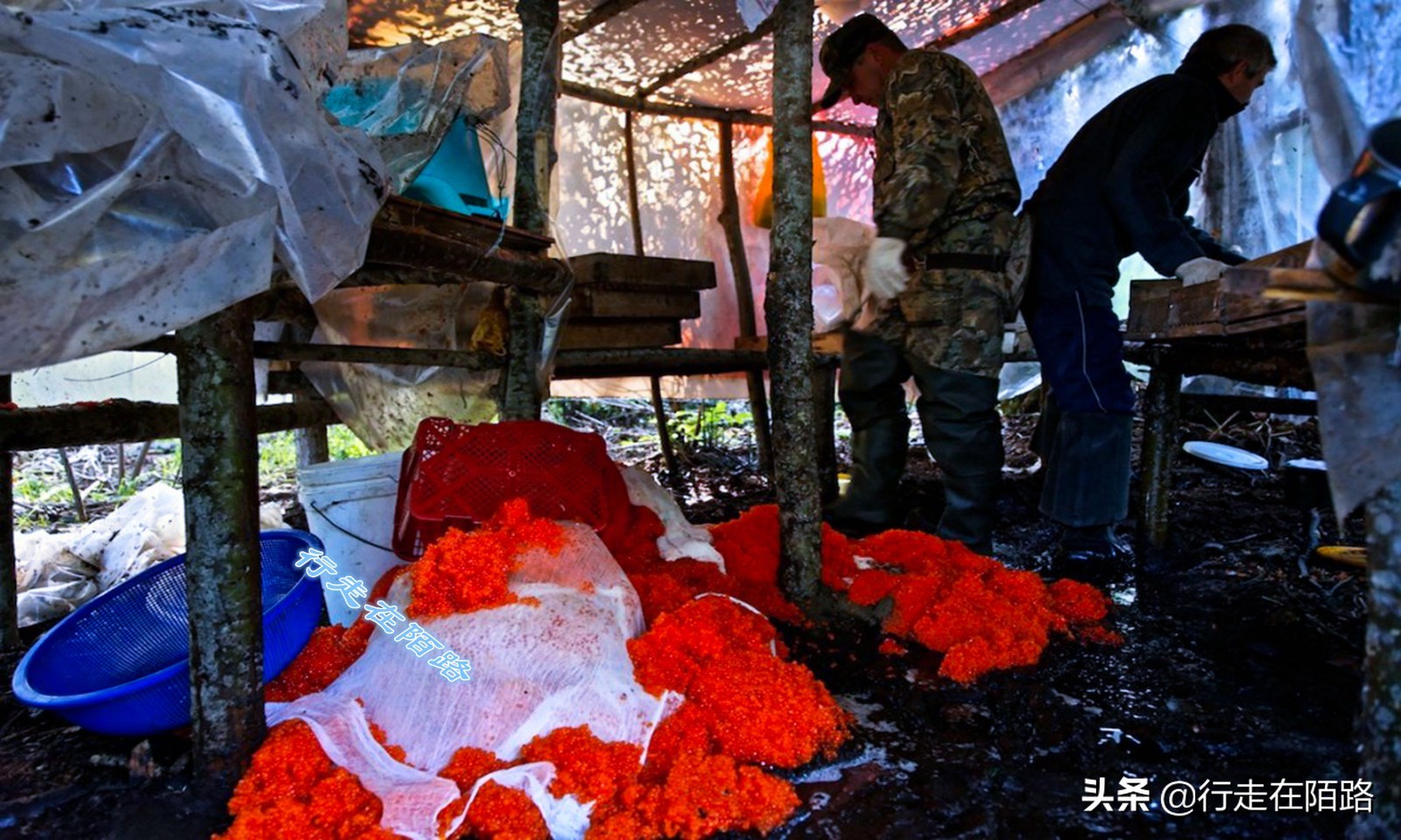 海参崴的渔业资源：挨枪子也要非法捕捞，一次利润数万元