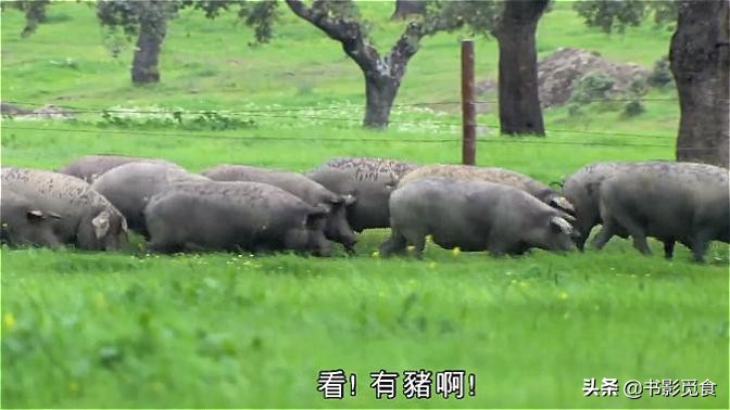 伊比利亚火腿如何制成的,伊比利亚火腿不同部位特点