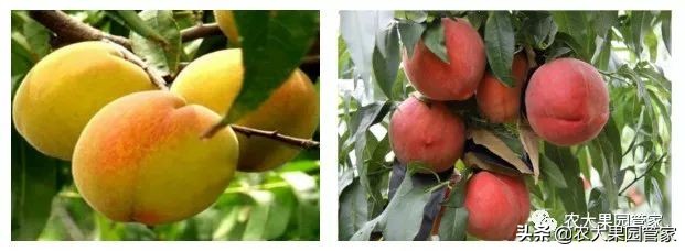 种植新品种果树苗一手货源,各种新品种果树苗木一手货源