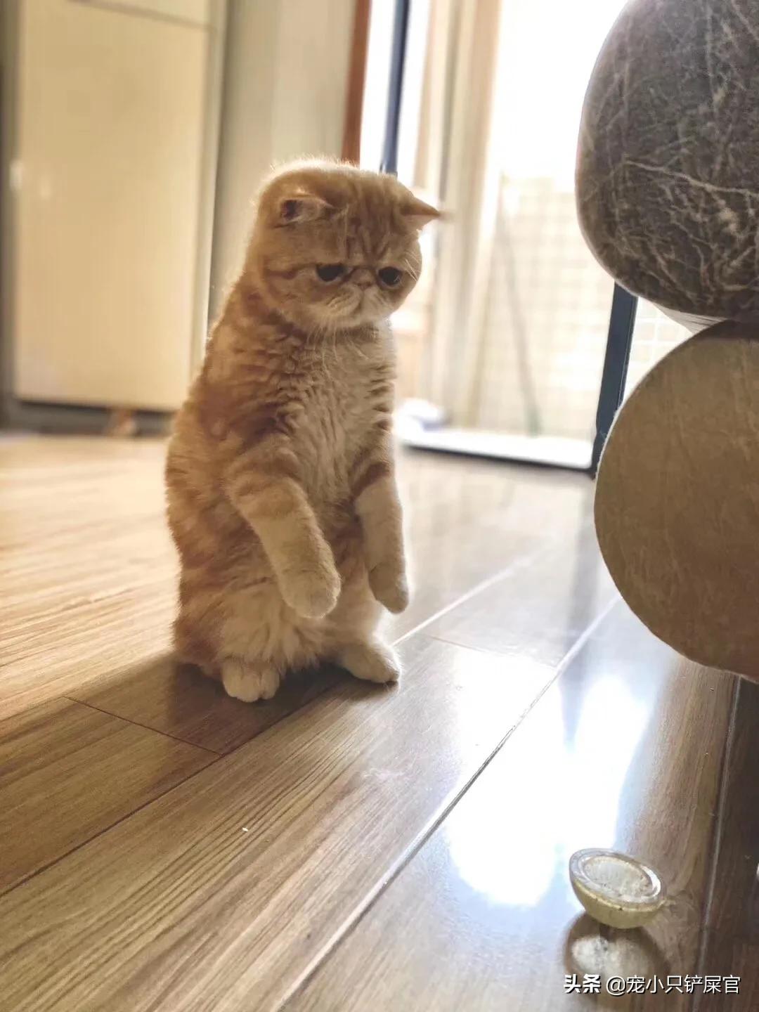 猫奴全面养猫指南,猫奴十三豆柴猫粮