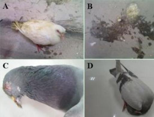 信鸽看粪便识鸽病,信鸽拉稀最快解决方法