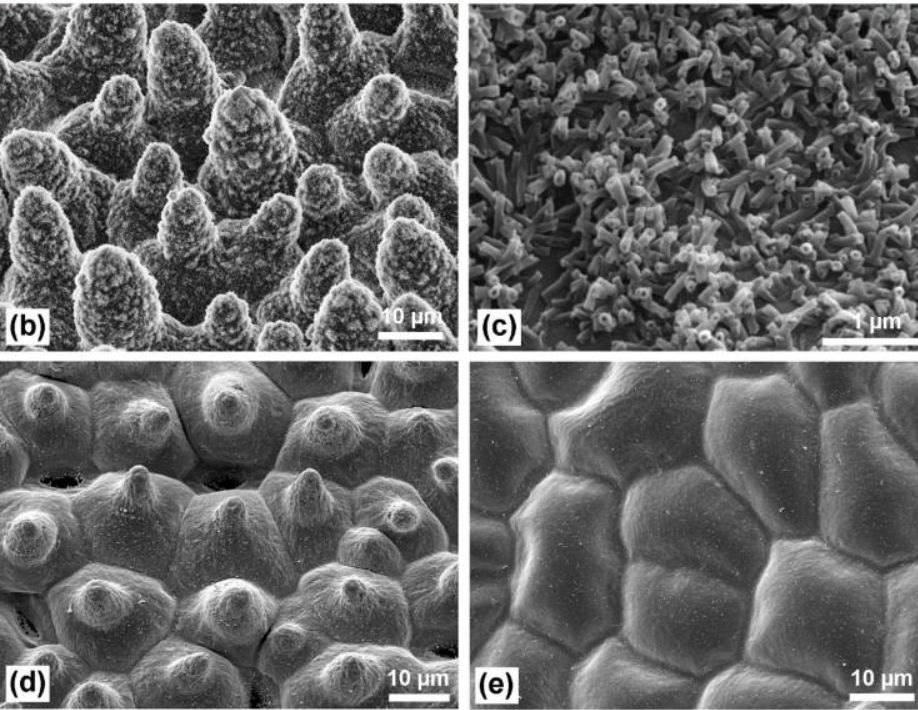 荷叶减肥到底有多快,荷叶茶减肥辟谣