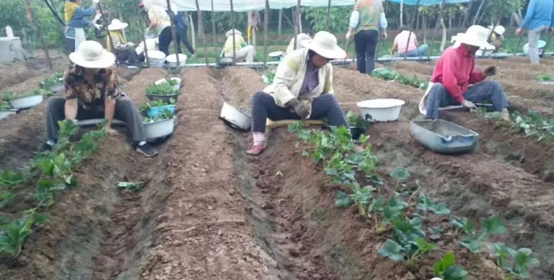 草莓大田移栽株距是多少,草莓大田育苗新技术视频