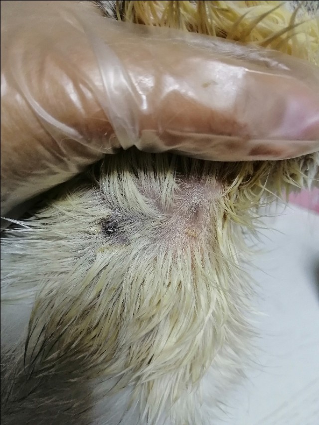 猫咪长猫癣,猫癣治疗过程中范围越来越大