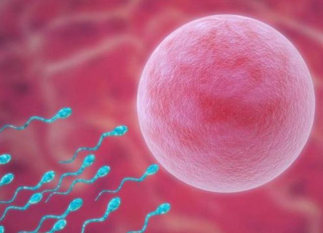 男性结扎了精子去哪里,男性结扎后每年都需要检验精子吗