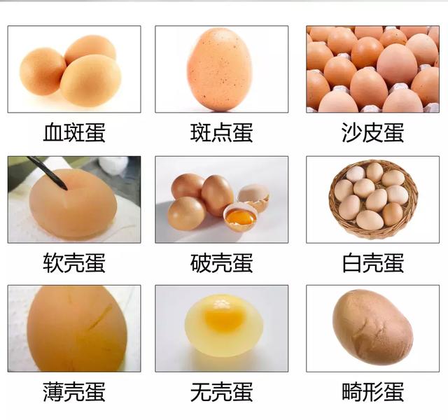 蛋鸡得了输卵管炎的症状及影响,蛋鸡输卵管炎有什么危害