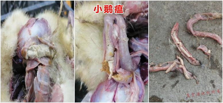 小鹅瘟┃小鹅瘟症状及其治疗方案