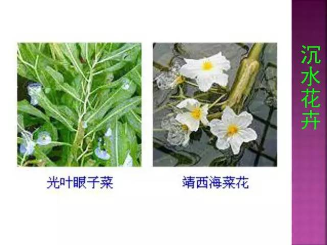 花卉大全500种观叶植物名称,1332种常见花卉植物图谱