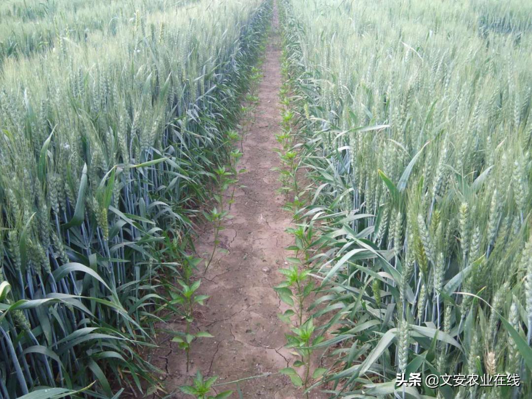 河北衡水种50亩辣椒一年利润,河北省冬小麦超高产栽培技术探索