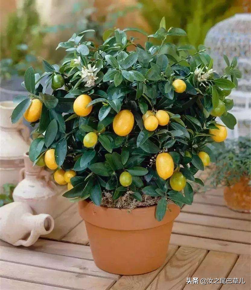 结紫色小果子的植物有哪些,什么植物可以结出好吃的果子